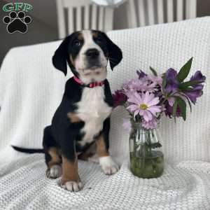 Hazel, Greater Swiss Mountain Dog Puppy